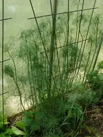 Dill.webp