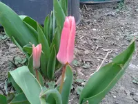 2015-03-21 12.15.54.webp