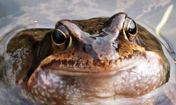 froschkopf19.03.15.webp
