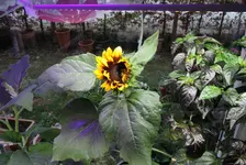 DSCN4710.2.webp