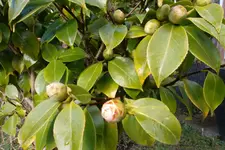 SAM_0435.webp
