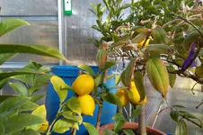 SAM_0439.webp
