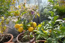 SAM_0440.webp