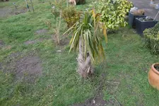 SAM_0447.webp