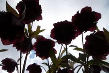 SAM_0448.webp