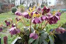 SAM_0449.webp