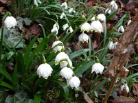 DSCN7306.webp
