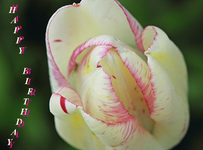 weiss_lila_gestrichelt_Tulpe_tulip.webp