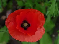 image.webp