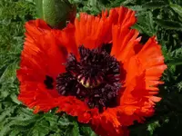 image.webp