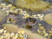 Fröschezwei 19.03.15.webp