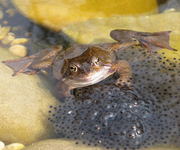 froschmitlaich_19.03.15.webp