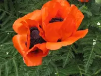 Bild 726.webp