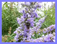004.webp
