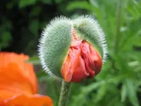 Mohn 007.webp