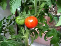 DSCN4756.2.webp