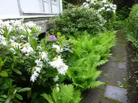 P1000430.webp