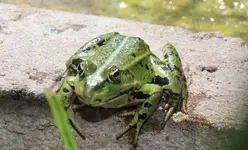 Frogs 003.webp