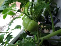 DSCN4722.2.webp