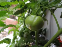 DSCN4724.2.webp