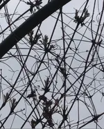 Clematis1.webp
