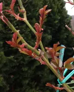Kletterrosen.webp