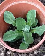 Muskattellersalbei.webp