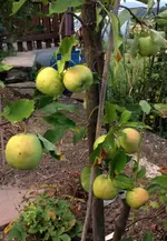 apfel säule.webp