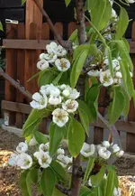 sonbirnbaum.webp