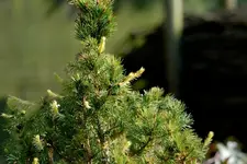 nadelbaum1_bild1.webp