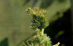 nadelbaum1_bild2.webp