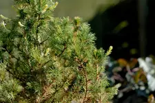 nadelbaum1_bild3.webp