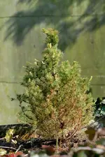 nadelbaum1_bild4.webp