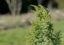 nadelbaum2_bild1.webp