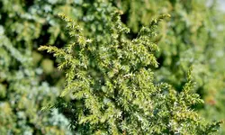 nadelbaum2_bild2.webp