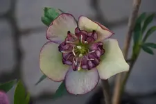 DSC00451.webp