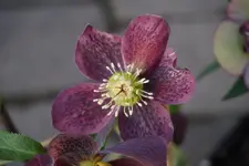 DSC00452.webp