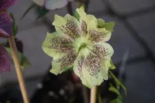 DSC00453.webp