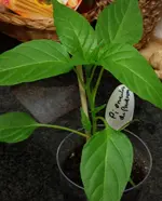 Padron.webp