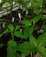 Paprika1.webp
