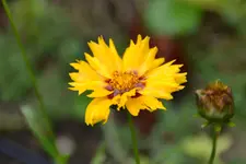Mädchenauge_20104.webp