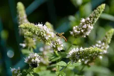 Minze mit Besuch_20720.webp