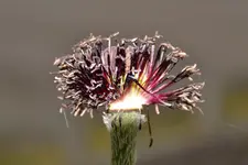 Mohn_1849.webp