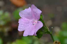 Moschusmalve_20130.webp