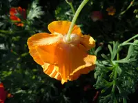 Orange_00002.webp