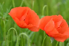 Rot_00004.webp