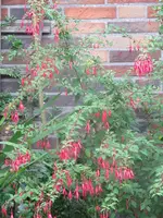 fuchsie.webp