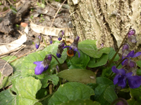 P1290664.webp
