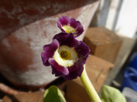 P1290790.webp