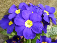 P1290680.webp